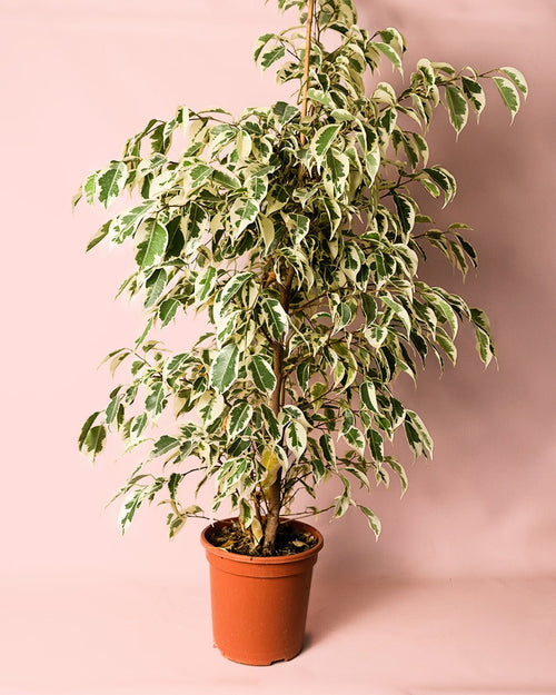 Ficus Hawai L - Pur Plant