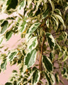 Ficus Hawai L - Pur Plant