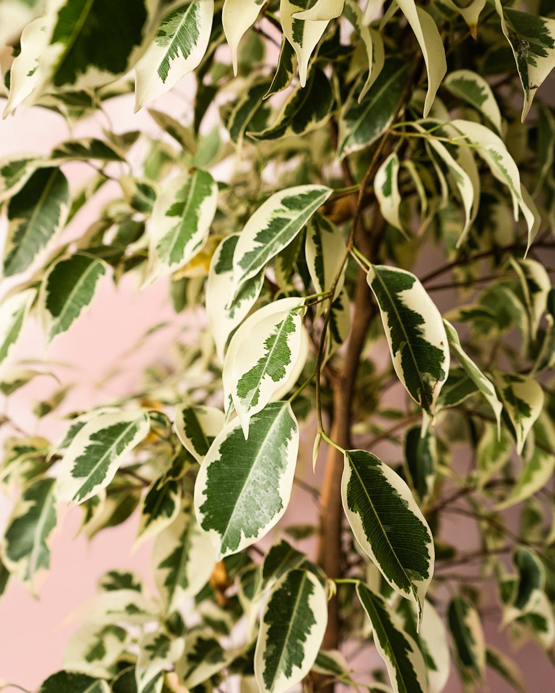 Ficus Hawai L - Pur Plant