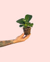 Ficus Lyrata Mini - Pur Plant