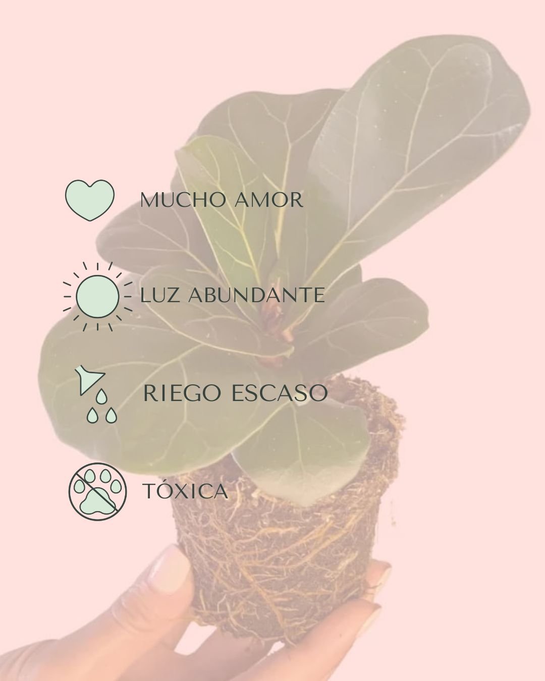 Ficus Lyrata Mini - Pur Plant