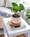 Ficus Lyrata Mini - Pur Plant