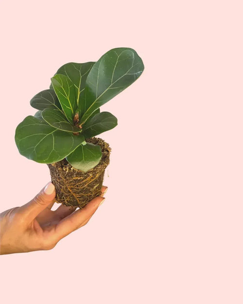 Ficus Lyrata Mini - Pur Plant