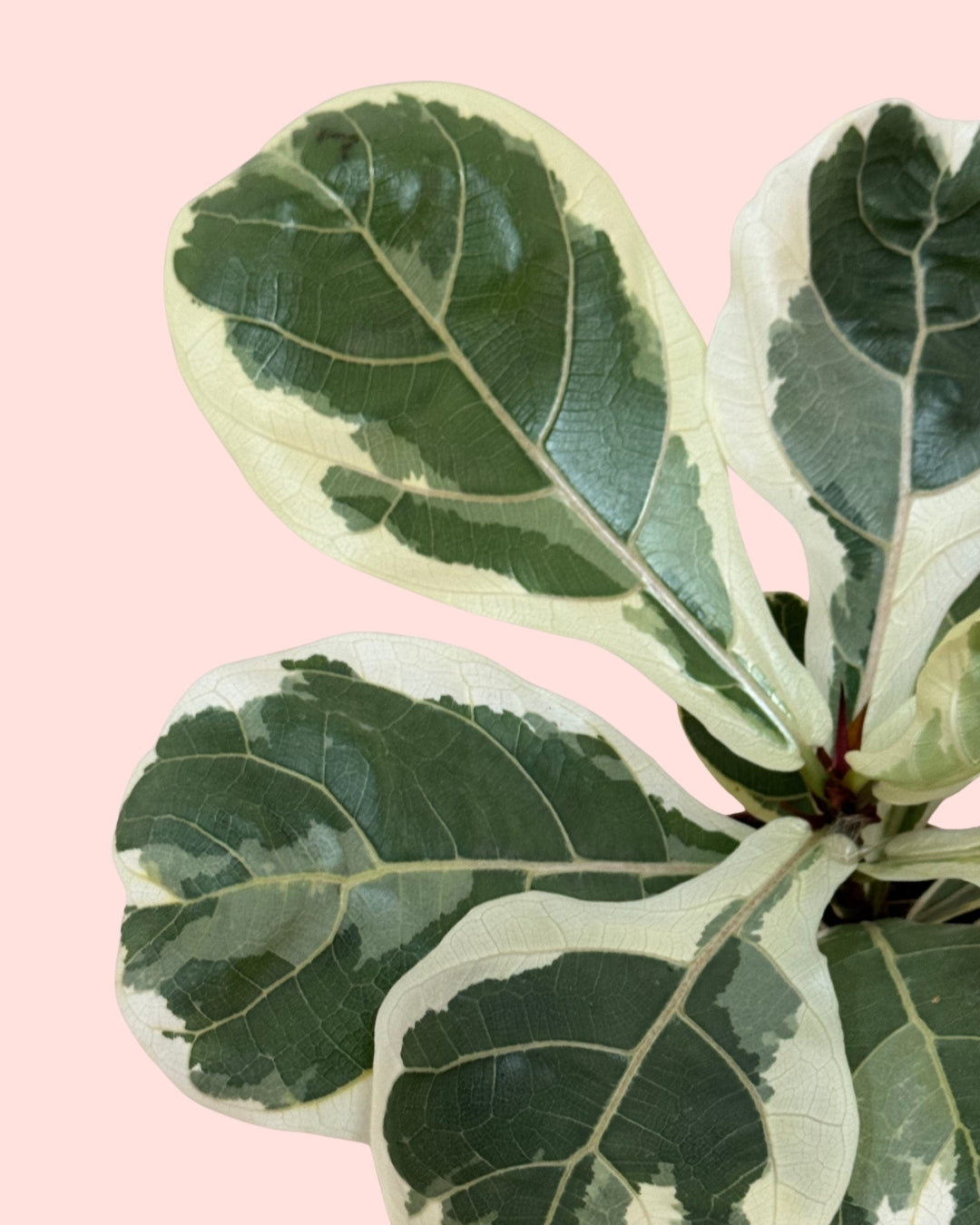ficus-lyrata-variegado-m-detail
