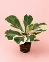 ficus-lyrata-variegado-m