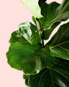 Ficus Lyrata XL - Pur Plant