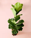 Ficus Lyrata XL - Pur Plant