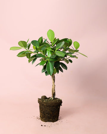 Ficus Maya M
