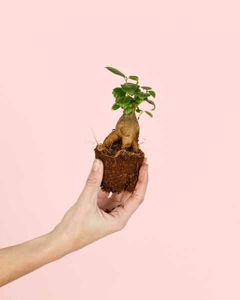 Ficus Microcarpa Mini