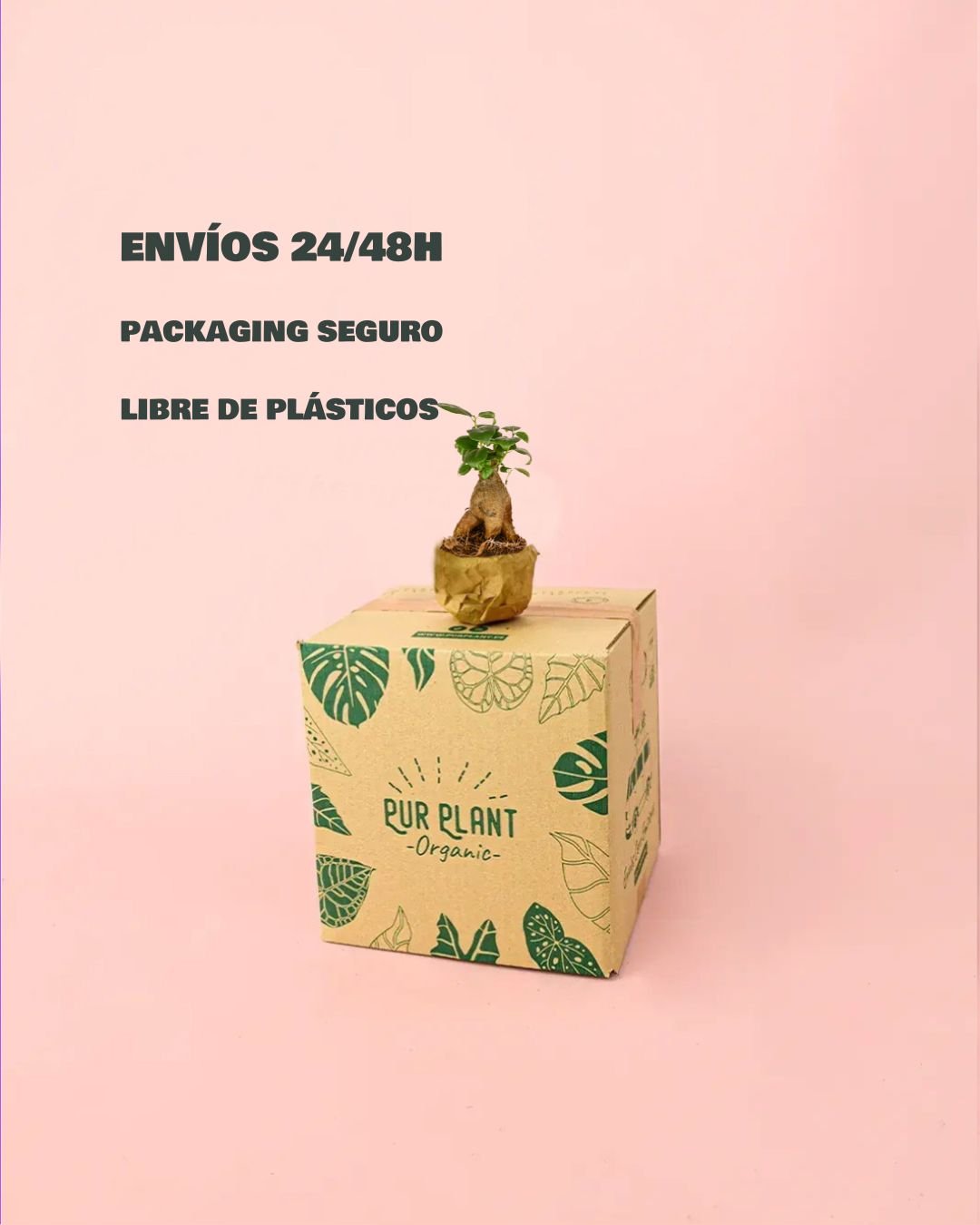 Ficus Microcarpa Mini - Pur Plant