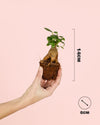 Ficus Microcarpa Mini - Pur Plant