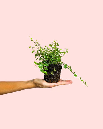 Ficus Pumila Branco Mini
