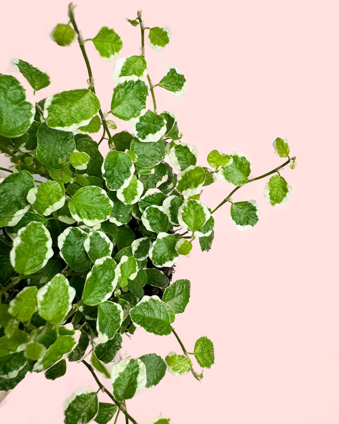 Ficus Pumila White Mini - Pur Plant