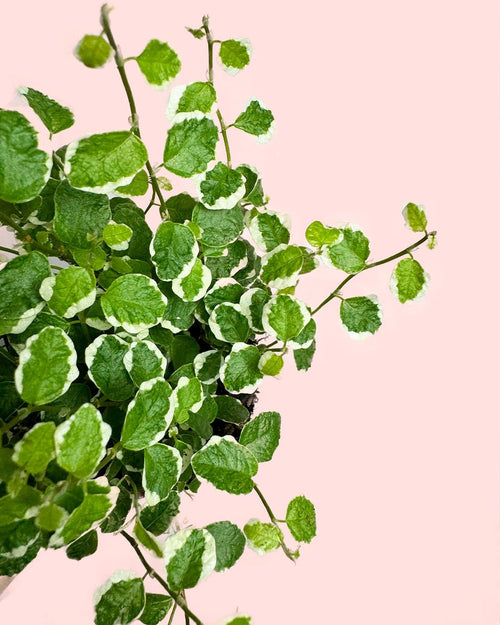 Ficus Pumila White Mini - Pur Plant