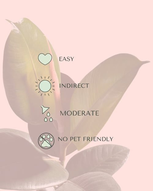 ficus-robusta-m-care