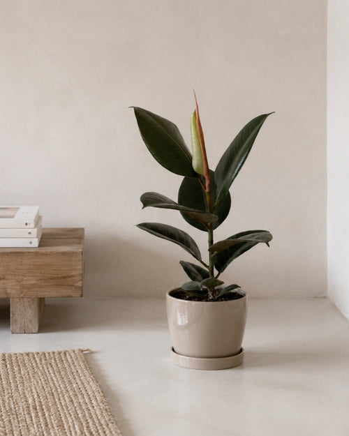 Ficus Elástica Robusta en maceta, planta de interior de hoja grande y brillante — Pur Plant
