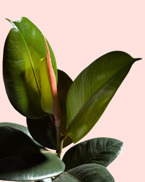 ficus-robusta-m-detail