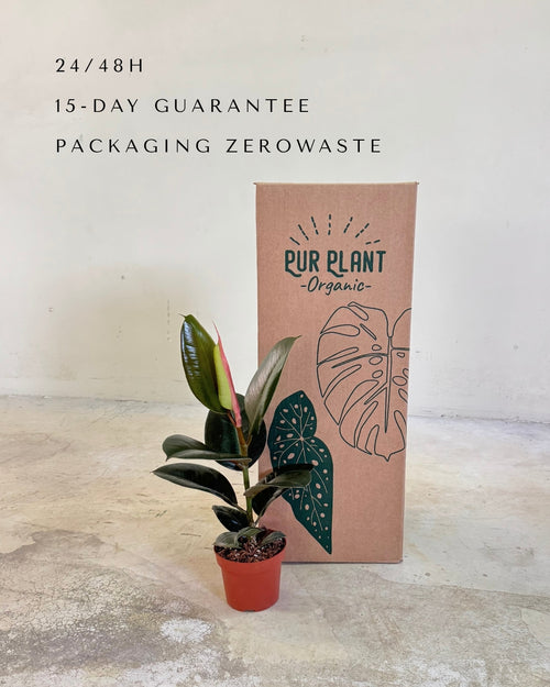 ficus-robusta-m-packaging