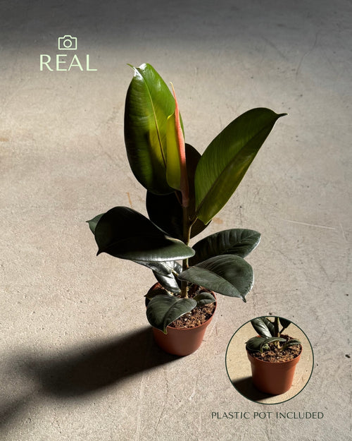 ficus-robusta-m-real