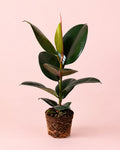 Ficus Elástica Robusta M