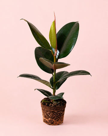 Ficus Elástica Robusta M