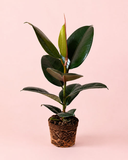 ficus-robusta-m
