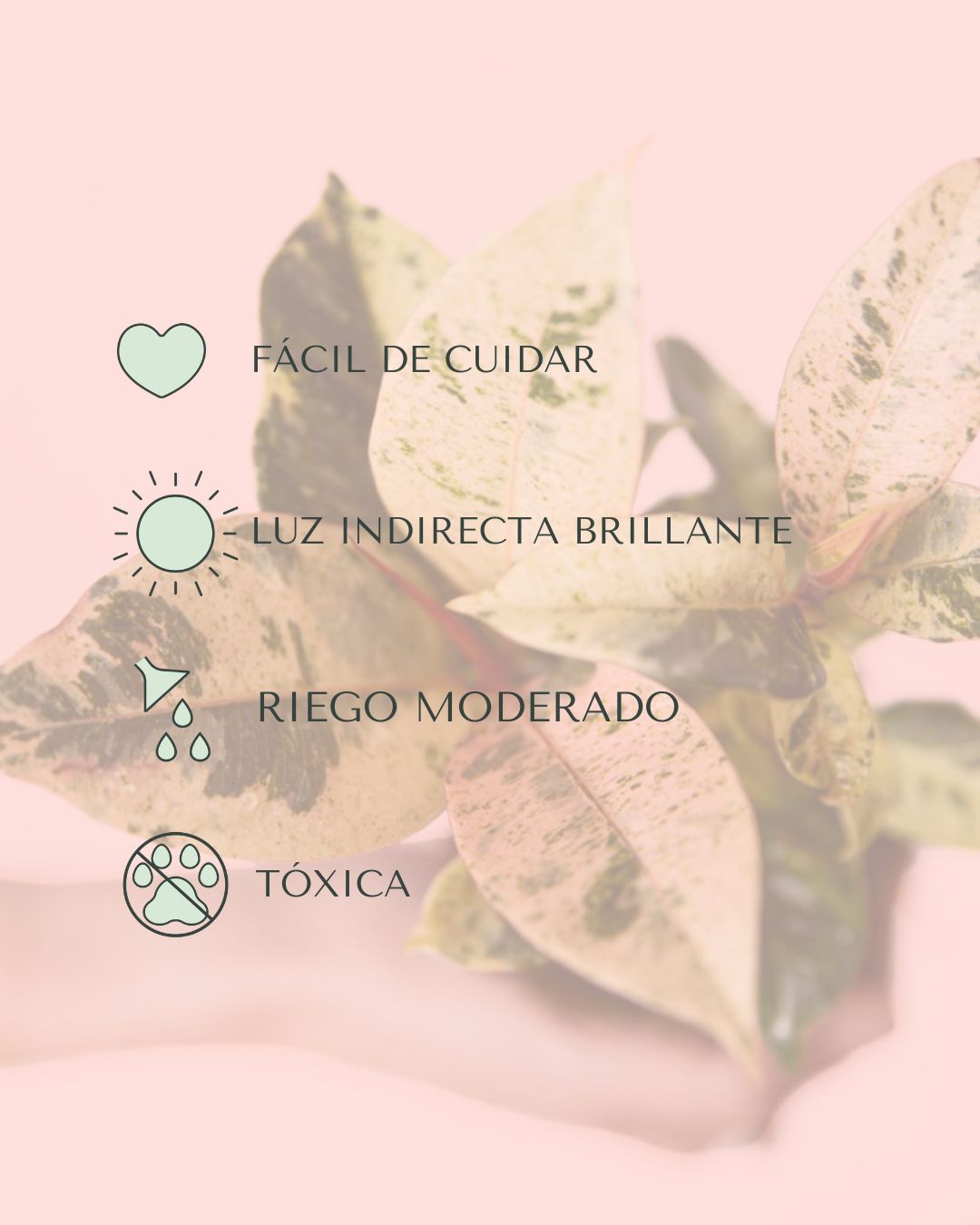 Ficus Shivereana Variegata Mini - Pur Plant