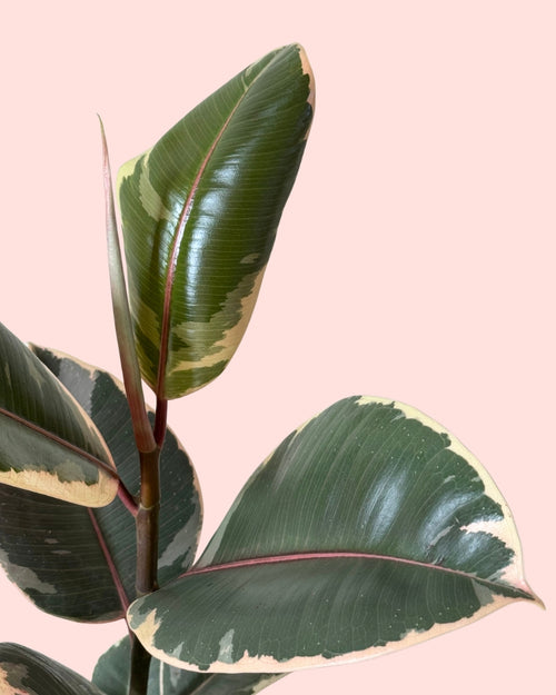 ficus-tineke-m-detail