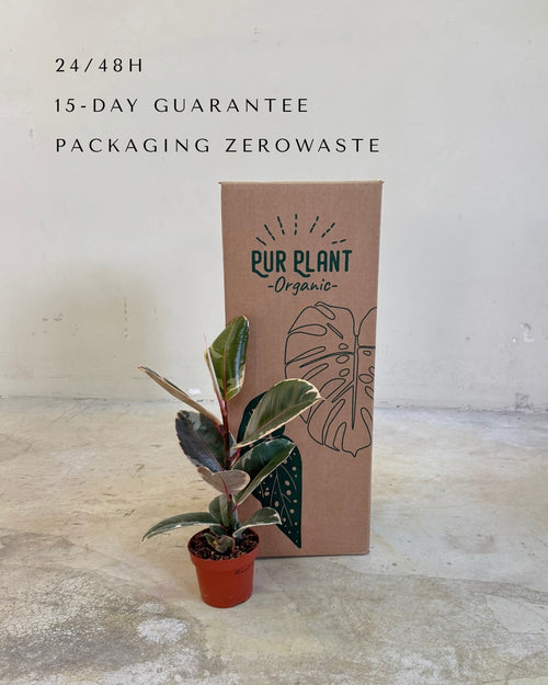 ficus-tineke-m-packaging
