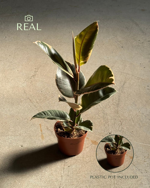 ficus-tineke-m-real