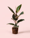 ficus-tineke-m