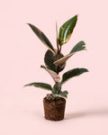 Ficus Elástica Tineke M