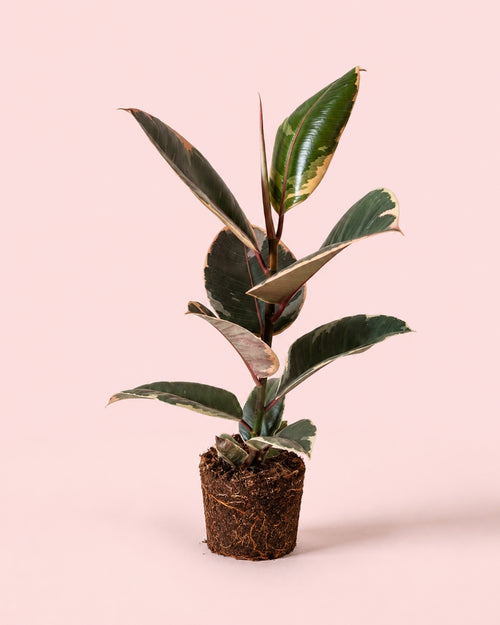ficus-tineke-m