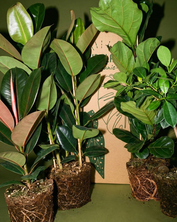 Black Ficus