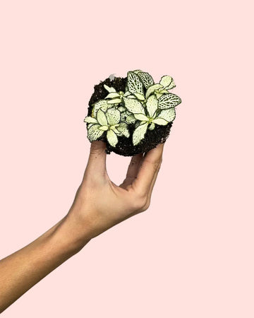 Fittonia Branca Mini