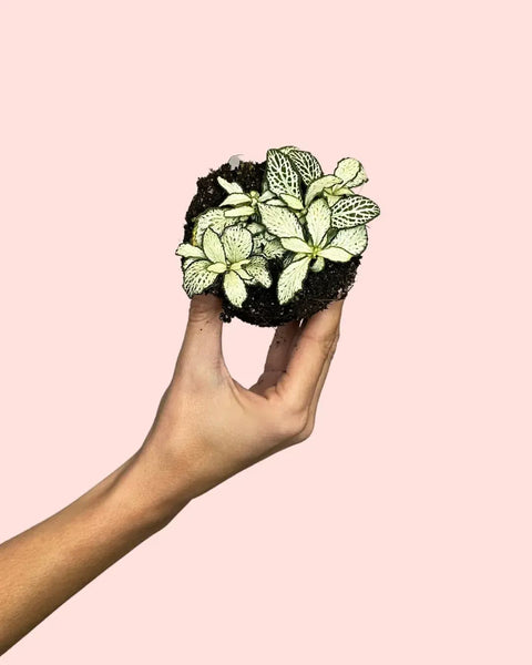 Fittonia Branca Mini