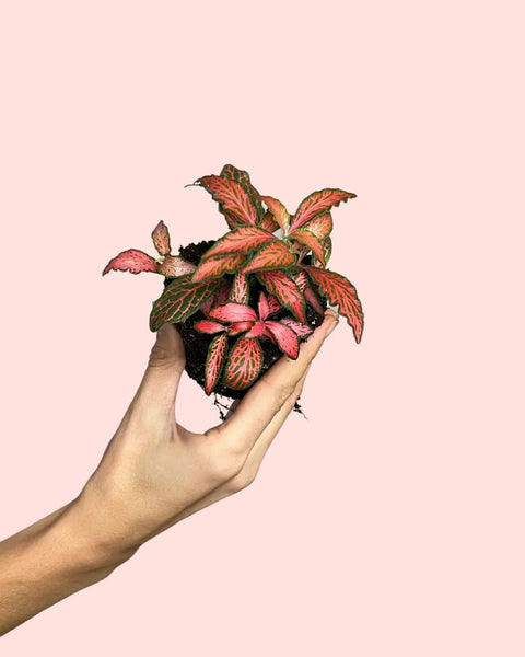 Fittonia Rosa Escuro Mini