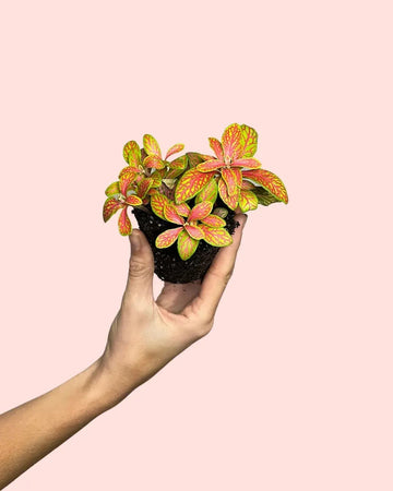 Fittonia Mosaic Mini