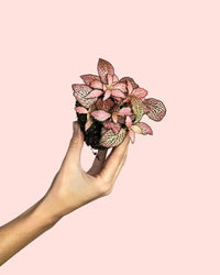 Fittonia Mini Cor-de-rosa