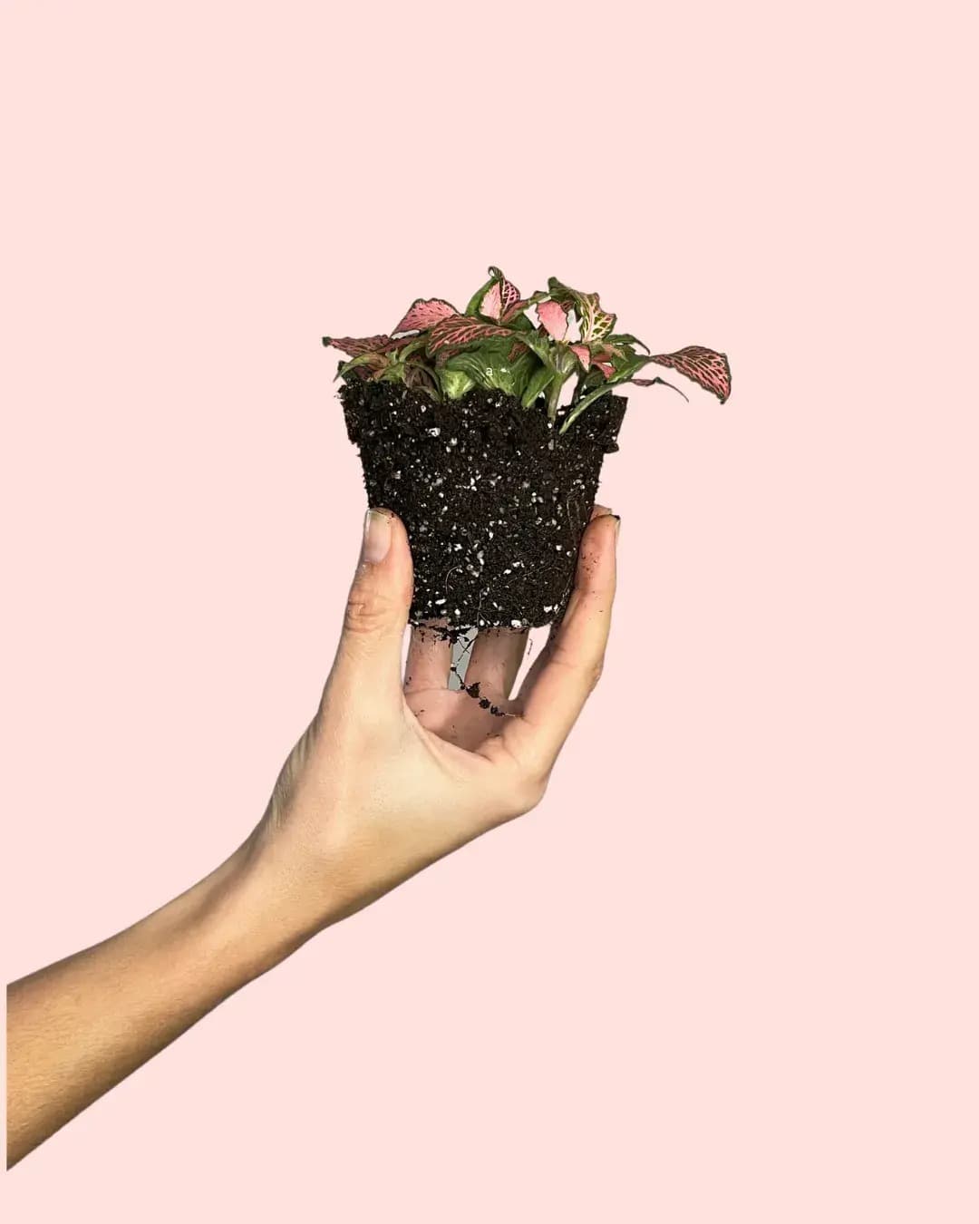 Fittonia Pink Mini - Pur Plant