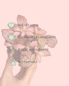 Fittonia Pink Mini - Pur Plant