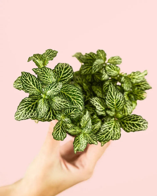 Fittonia Verde Mini - Pur Plant