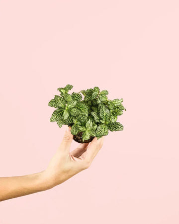 Fitónia Verde Mini