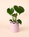 Fun – Maceta Cerámica Rosa M 12 cm - Pur Plant