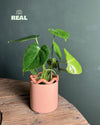 Fun – Maceta Cerámica Salmón M 12 cm - Pur Plant