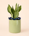 Fun – Maceta Cerámica Verde M 12 cm - Pur Plant