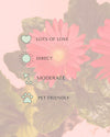 gerbera-care