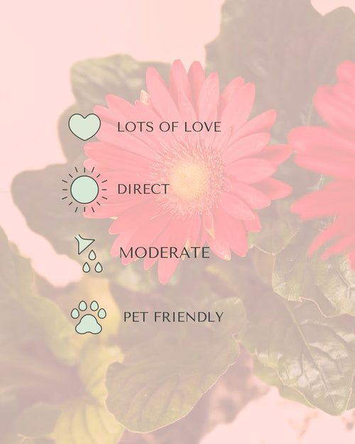 gerbera-care