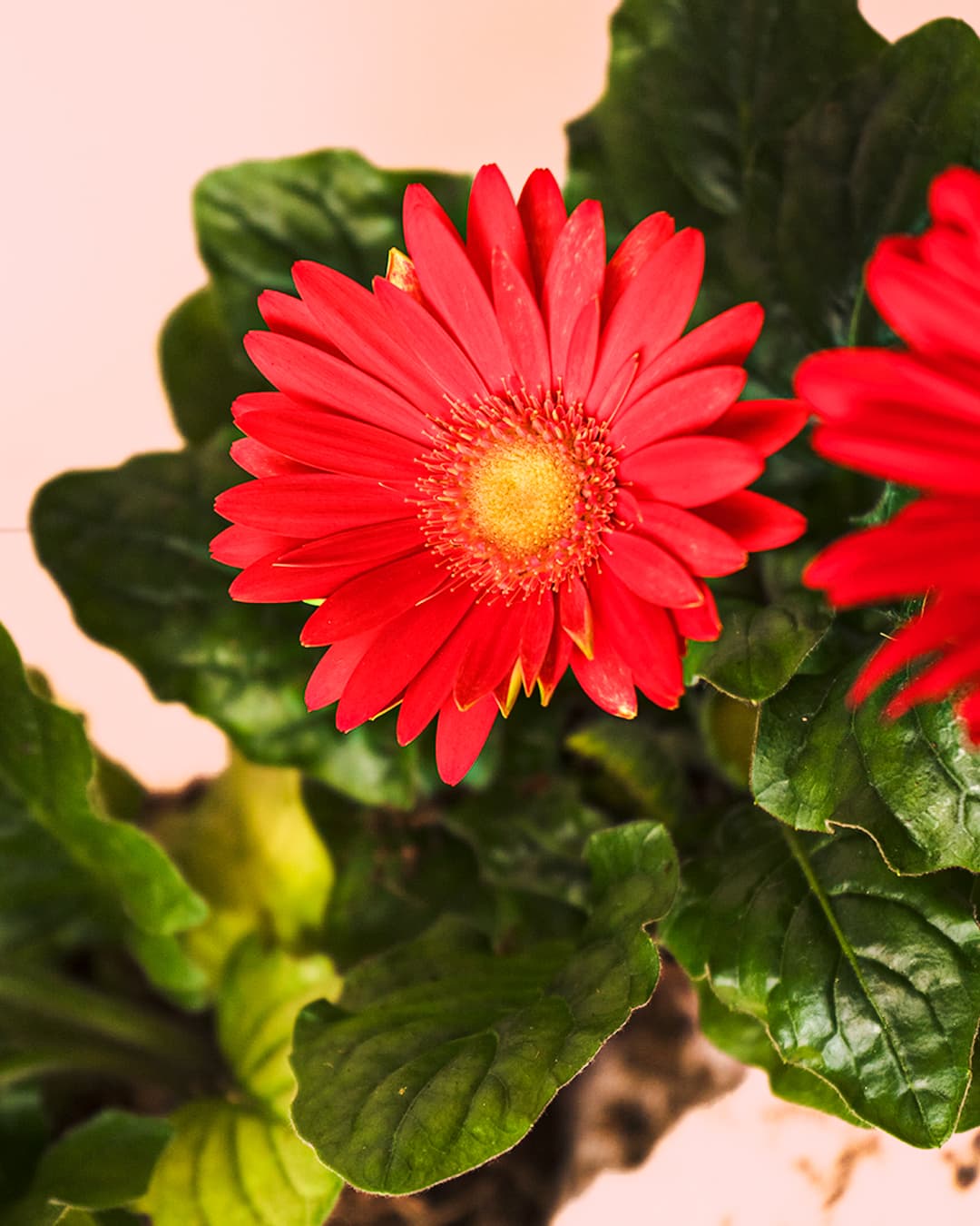 Gerbera Mix Mini - Pur Plant