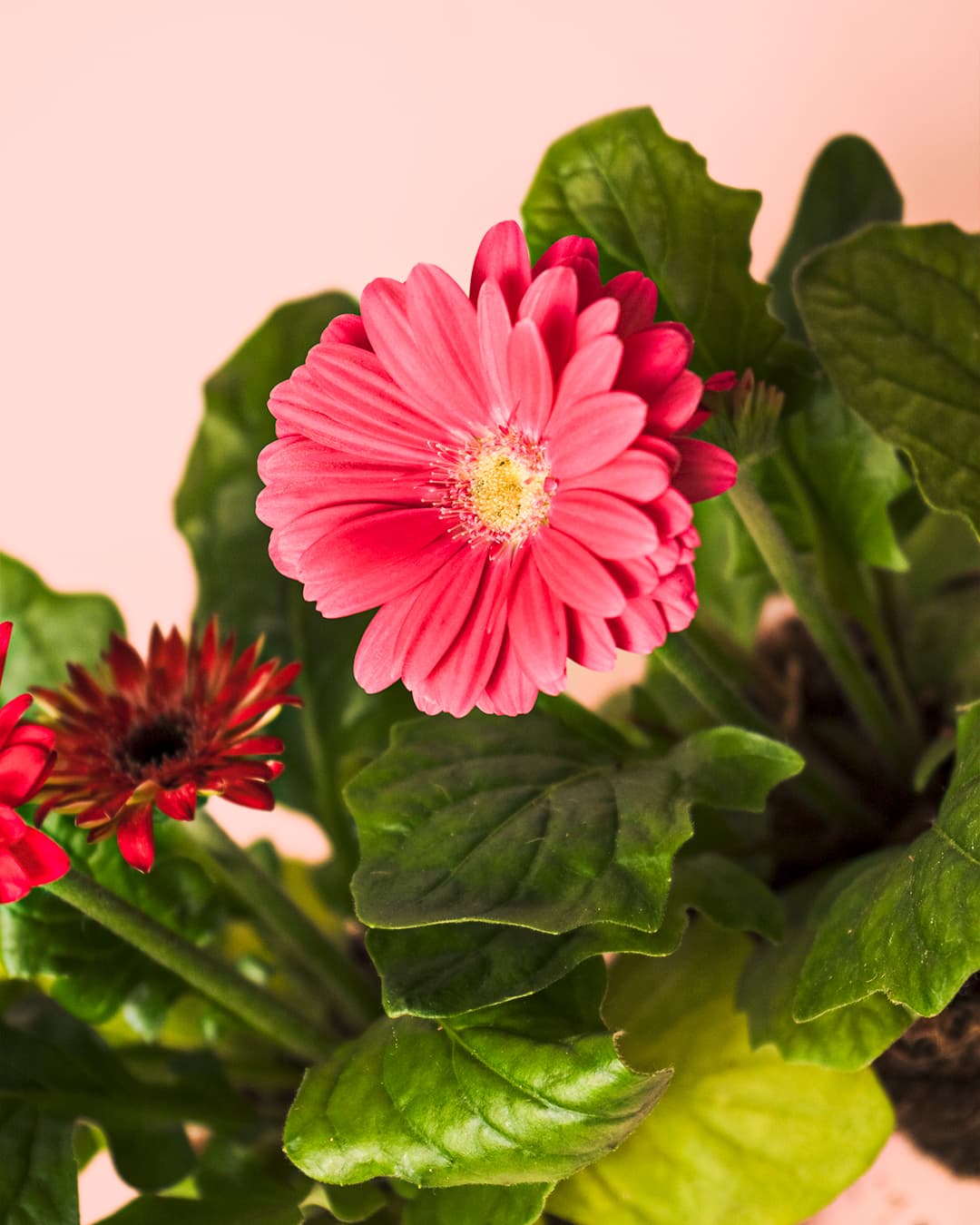 Gerbera Mix Mini - Pur Plant